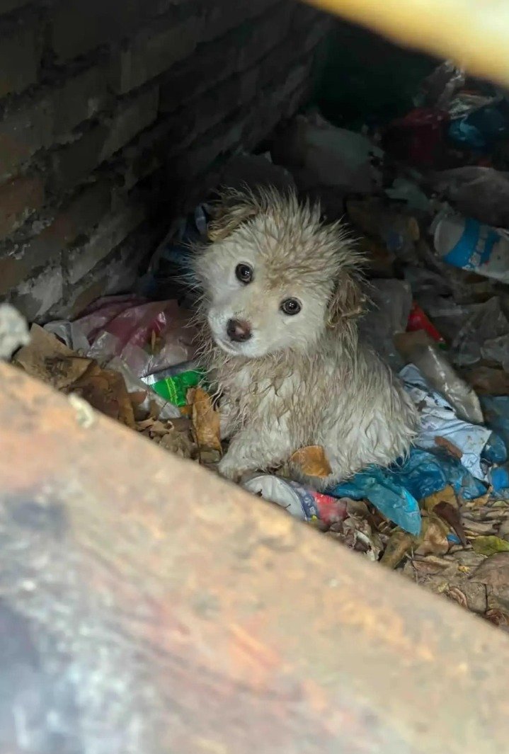 Rescue Story