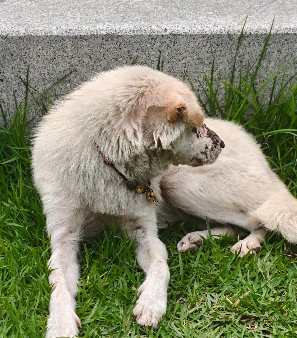 Rescue Story