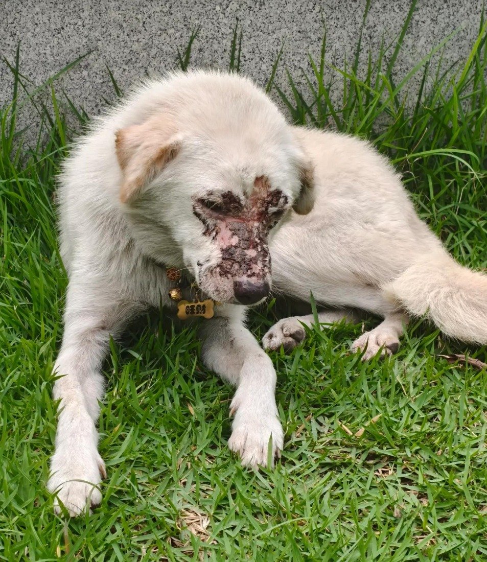 Rescue Story